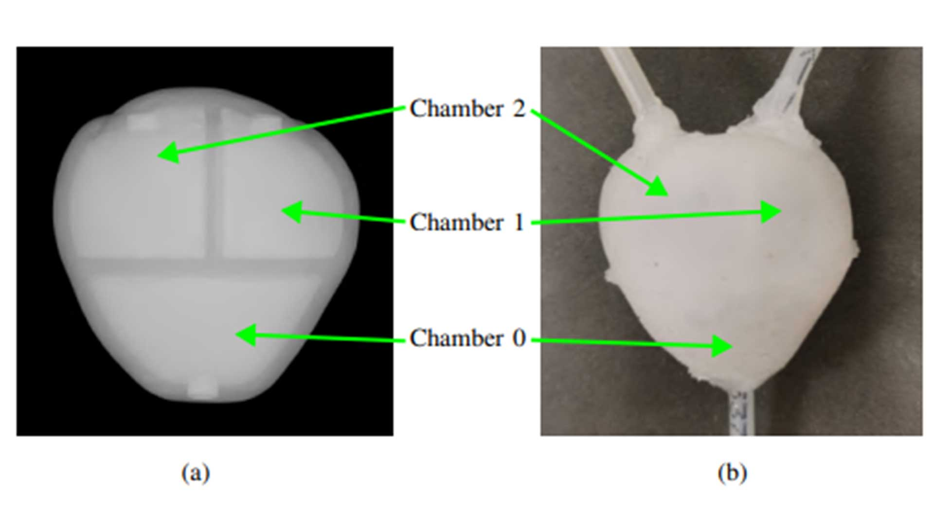 Prostate phantom chamber - photo